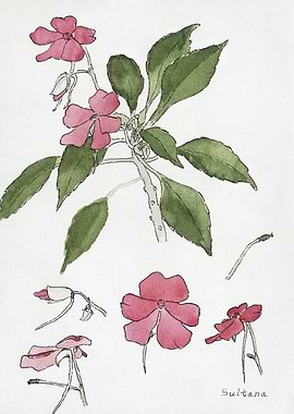 Watercolor Painting of Sultana Flowers