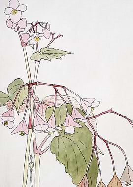 Watercolor Begonia Plant Illustration
