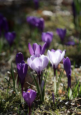 Purple and White Crocus Flowers