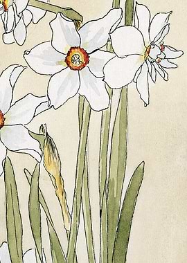 Watercolor Daffodils Floral Art
