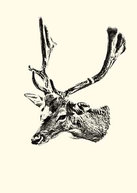 Deer Head Sketch