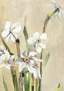 Watercolor Painting of White Narcissus Flowers
