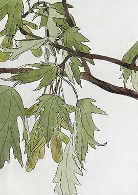 Maple Branch Watercolor