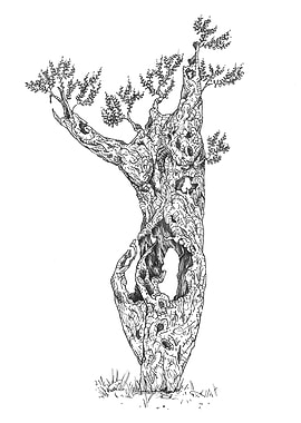 Ancient Olive Tree
