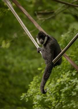 Black Gibbon on Ropes