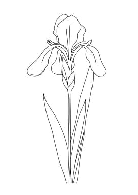 Iris Flower Minimalist Line Art