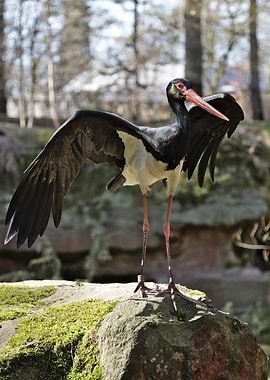 Black Stork on Mossy Rock