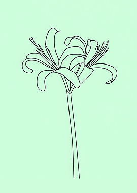 Spider Lily Minimalist Line Art