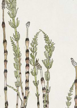 Horsetail Plant Illustration