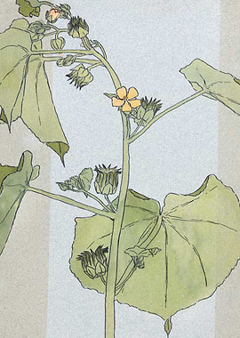 Floral Botanical Illustration with Yellow Flower