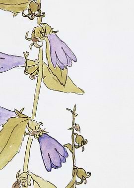Watercolor Bellflower Illustration
