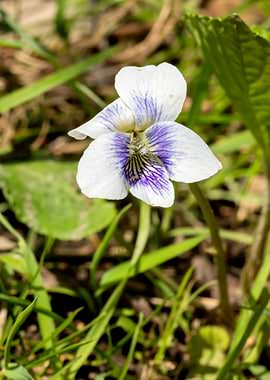 White and Purple Violet Flower