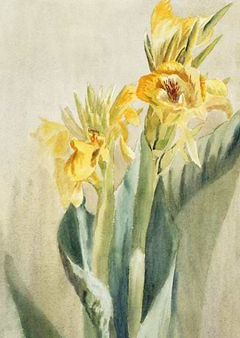 Yellow Canna Lily Watercolor Painting