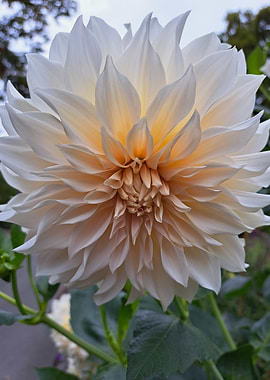 Cream Dahlia Flower Close-Up