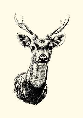 Deer Portrait - Black and White