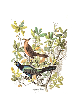 The Birds of America - Boat-tailed Grackle