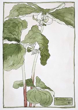 Trillium erectum watercolor painting