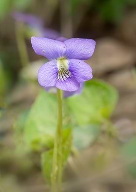 Single Violet Flower Close-Up