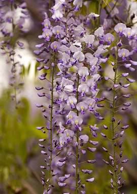 Wisteria Flowers in Bloom