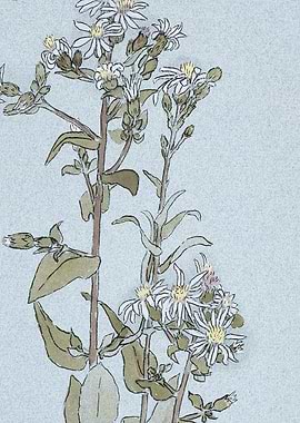 Floral Illustration with White Flowers