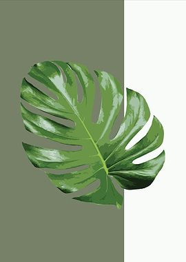 Monstera Leaf on Split Background