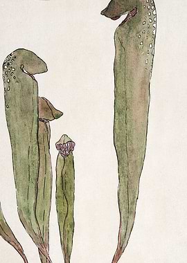 Watercolor Pitcher Plants Illustration