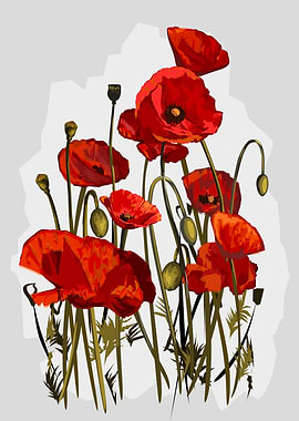 Red Poppy Flower Illustration
