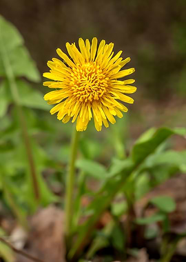 Bright Yellow Dandelion Flower Close-Up