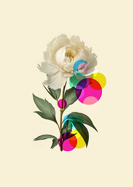 White Peony with Colorful Circles