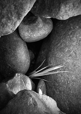 Black and White Rocks with Grass