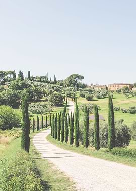 Tuscany, Italy I Iconic road lined with cypress trees in the hills in a rural landscape of nature Italian countryside with a Mediterranean vibes and pastel aesthetic photography