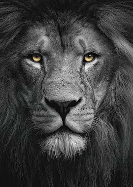 Lion Portrait in Black and White