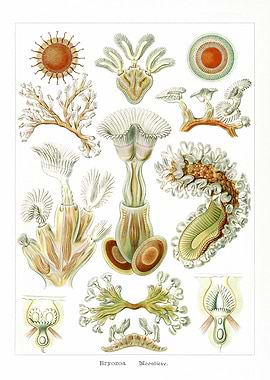 Bryozoa Illustration Marine Invertebrate Diversity