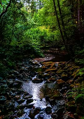 Forest Whispers Through Water