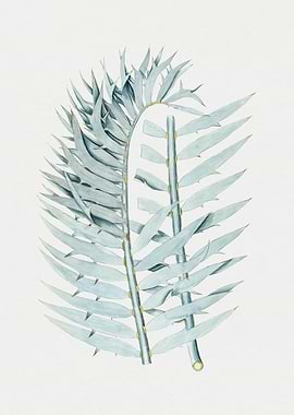 Botanical Illustration of Blue Fern