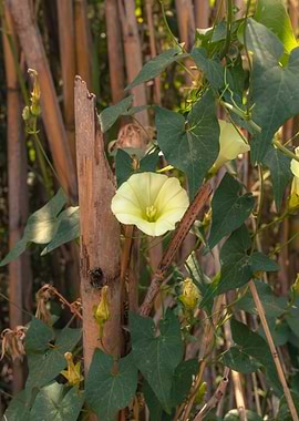 Yellow Flower on Bamboo Fence