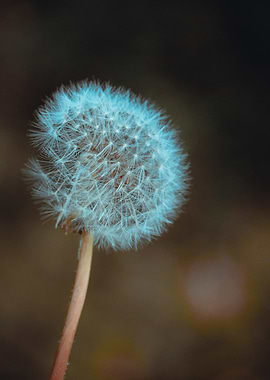 Dandelion Seed Head Close-Up