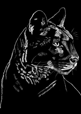 'Mountain Lion Profile' Jamie's Hand-Drawn Cat Collection