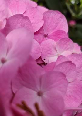 Pink Hydrangea Flower Close-Up