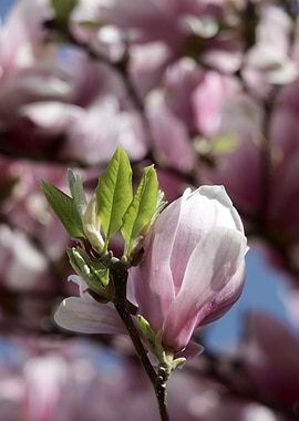Magnolia Blossom Close-Up