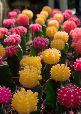Colorful Gymnocalycium mihanovichii Cactus Collection