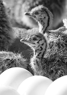 Ostrich Chicks and Eggs 1278