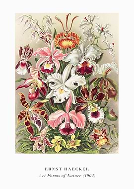 Ernst Haeckel's Orchids Art Forms of Nature