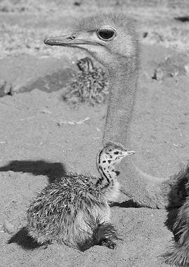 Ostrich Family in Black and White 1231