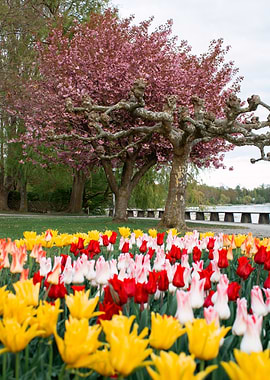 Spring Tulips and Cherry Blossom Trees