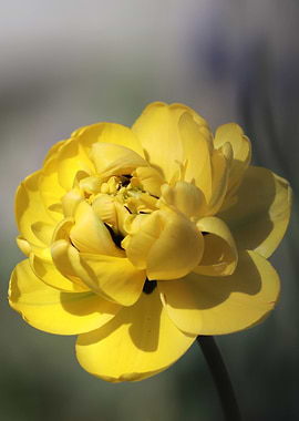 Radiant Yellow Flower Blossom Close-Up