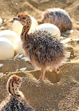 Ostrich Chicks and Eggs in Sand 1261