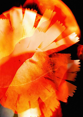 Abstract Orange Floral Close-Up
