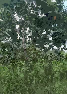 Lush Green Tree Canopy 5