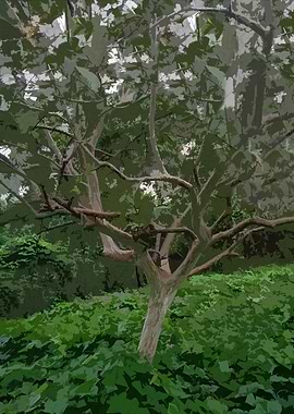 Tree in a Lush Green Forest 3